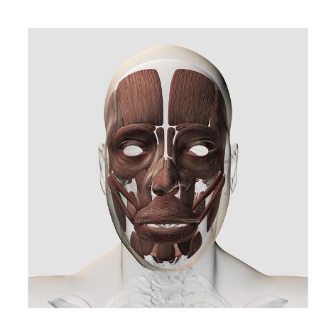 front view facial muscle medical posters Sexy sleeper porn picks